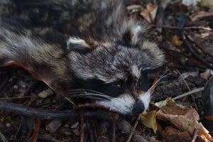 Raccoon Altar Topper