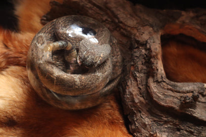 Rattlesnake Crystal Ball Wet Specimen