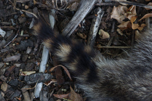 Raccoon Altar Topper