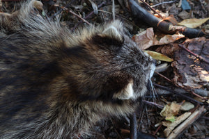 Raccoon Altar Topper