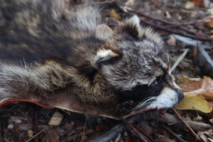 Raccoon Altar Topper