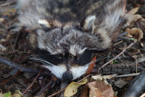 Raccoon Altar Topper