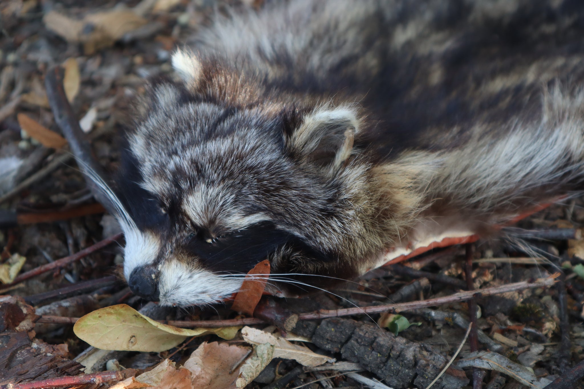 Raccoon Altar Topper