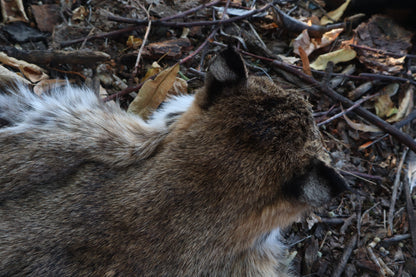 Reserved for Erin - Bobcat Altar Topper
