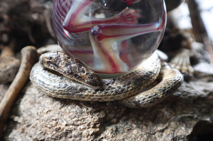Diaphonized Sugar Glider Crystal Ball with Serpent Throne