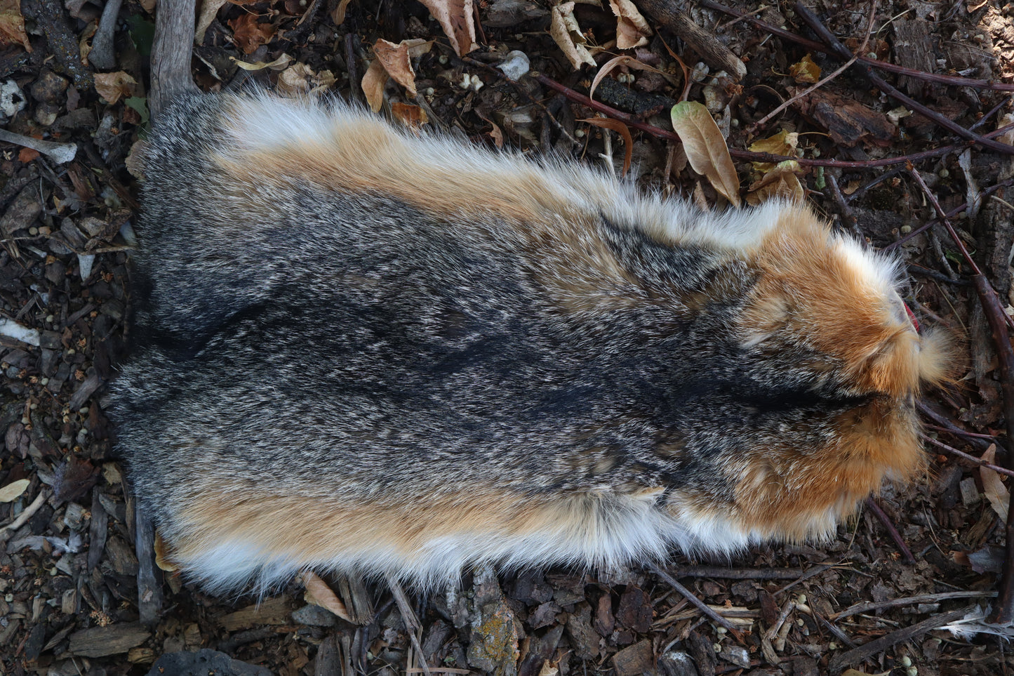 Gray Fox Altar Topper