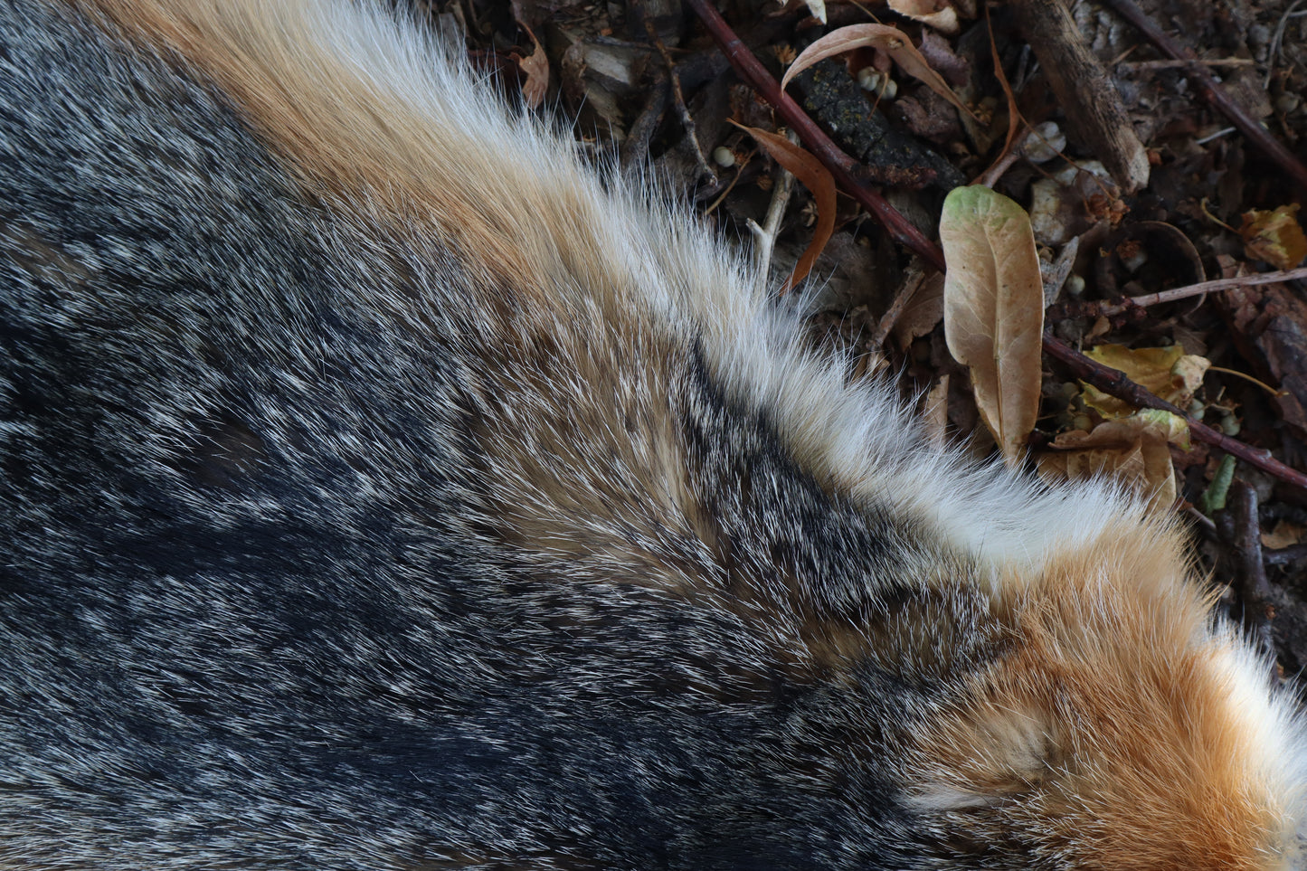 Gray Fox Altar Topper