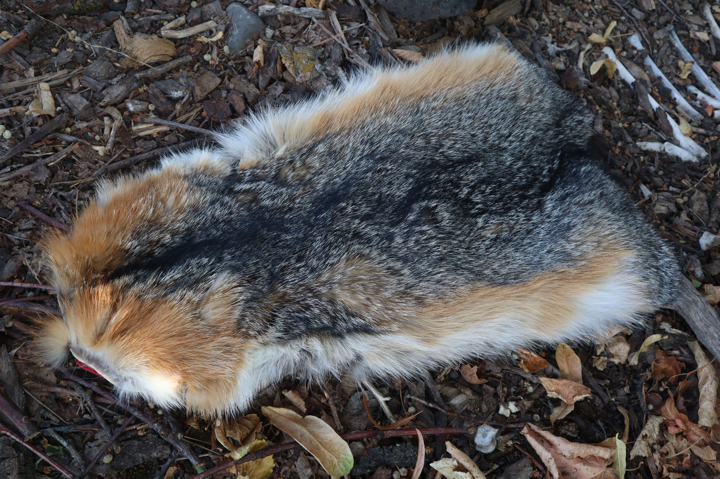 Gray Fox Altar Topper