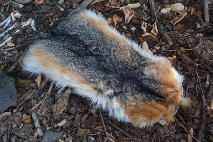 Gray Fox Altar Topper