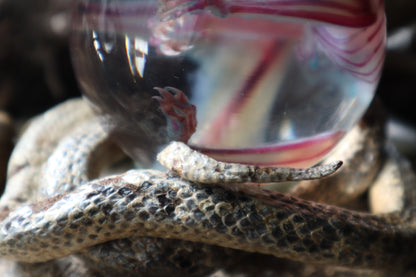 Diaphonized Sugar Glider Crystal Ball with Serpent Throne
