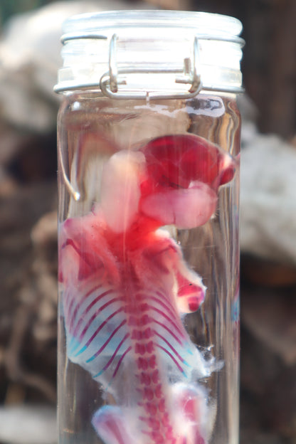 Diaphonized Baby Rabbit with Ears