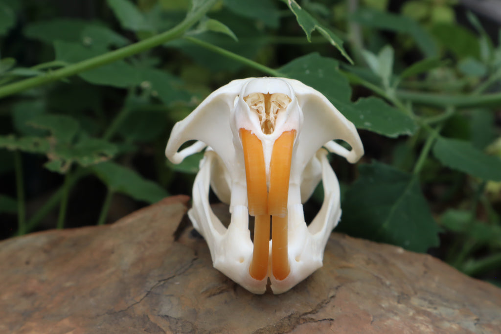 Muskrat Skull