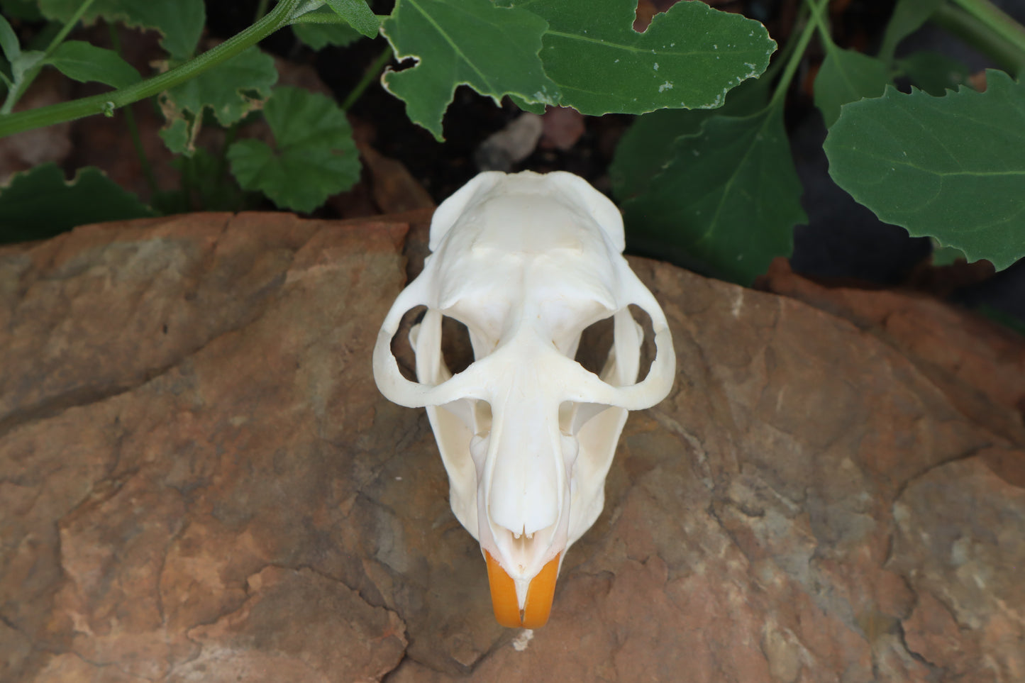 Muskrat Skull
