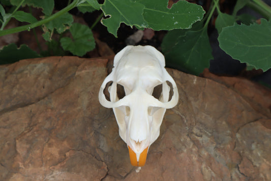 Muskrat Skull