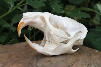 Muskrat Skull