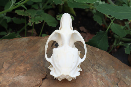 Muskrat Skull