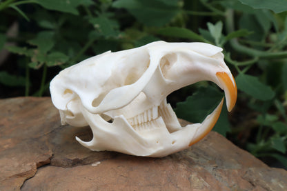 Muskrat Skull