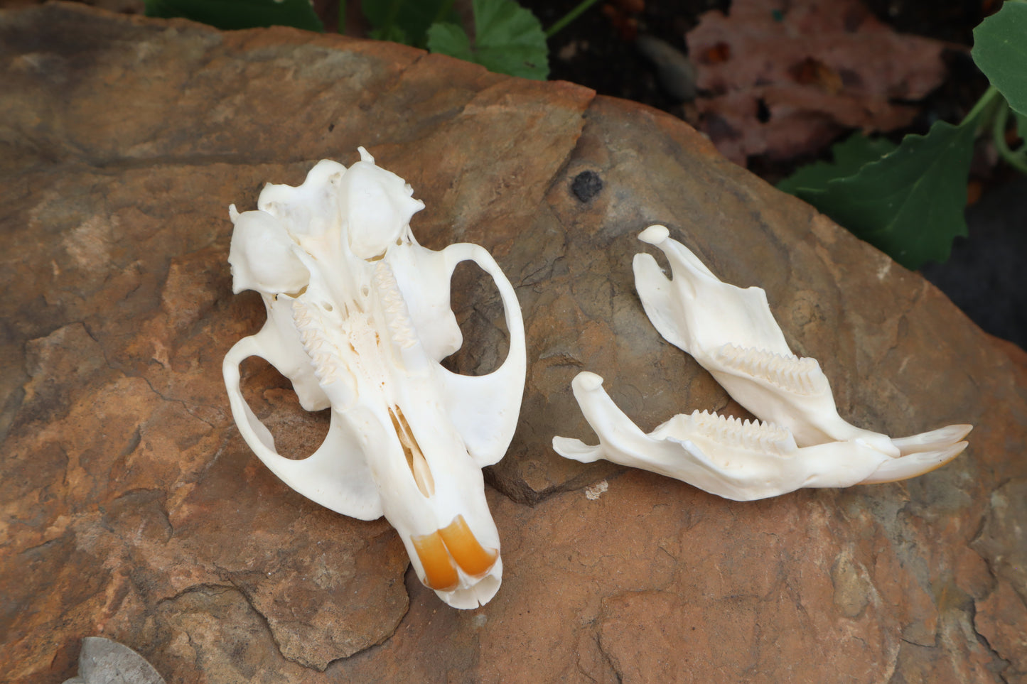 Muskrat Skull