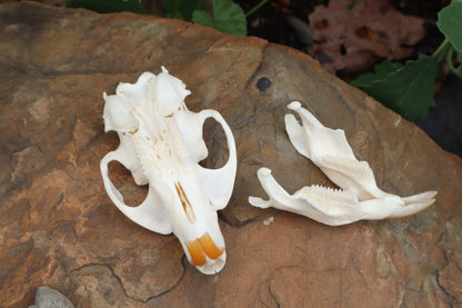 Muskrat Skull