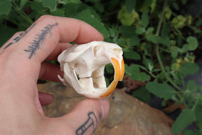 Muskrat Skull