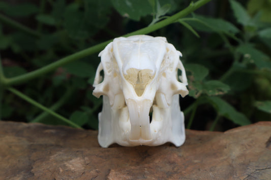 Cottontail Rabbit Skull