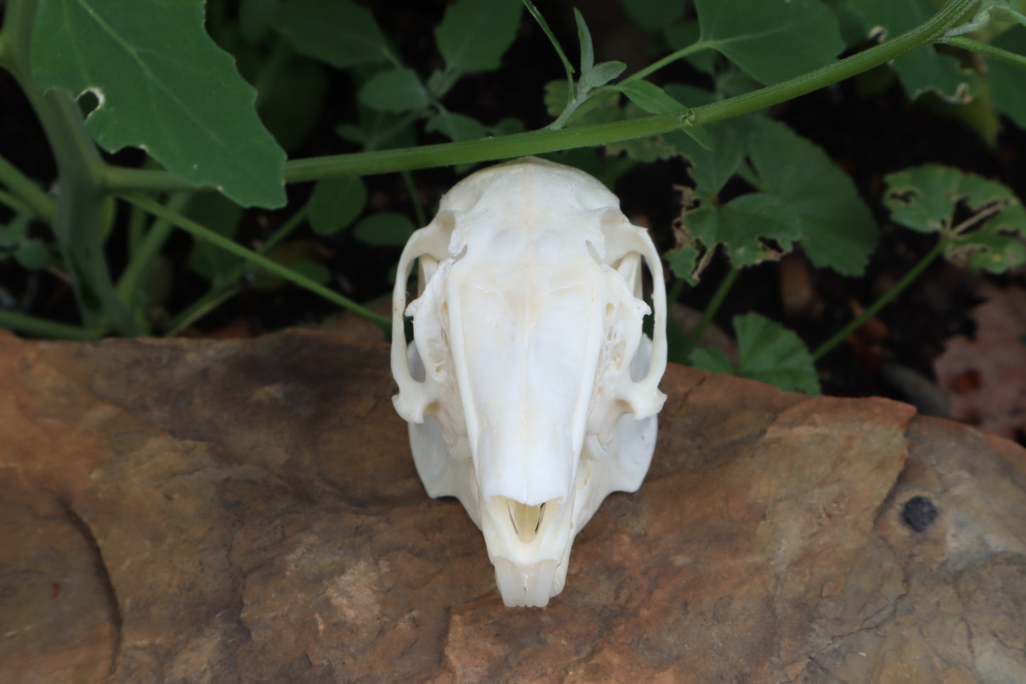 Cottontail Rabbit Skull