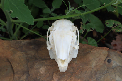 Cottontail Rabbit Skull