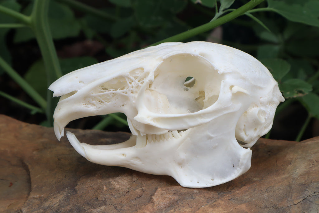 Cottontail Rabbit Skull