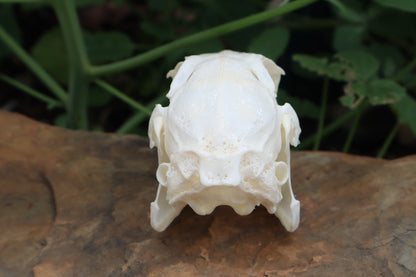 Cottontail Rabbit Skull