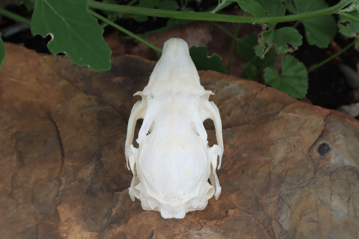 Cottontail Rabbit Skull