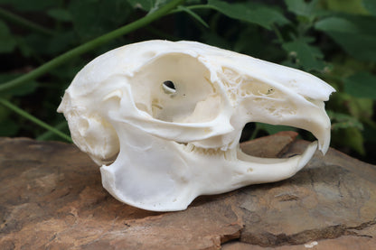 Cottontail Rabbit Skull