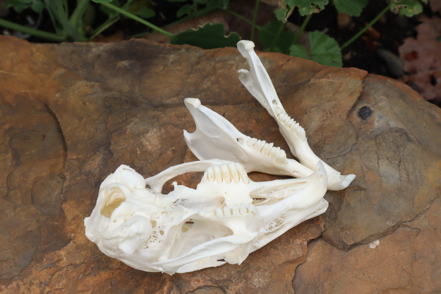 Cottontail Rabbit Skull