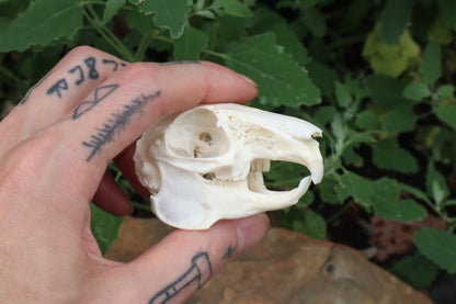 Cottontail Rabbit Skull