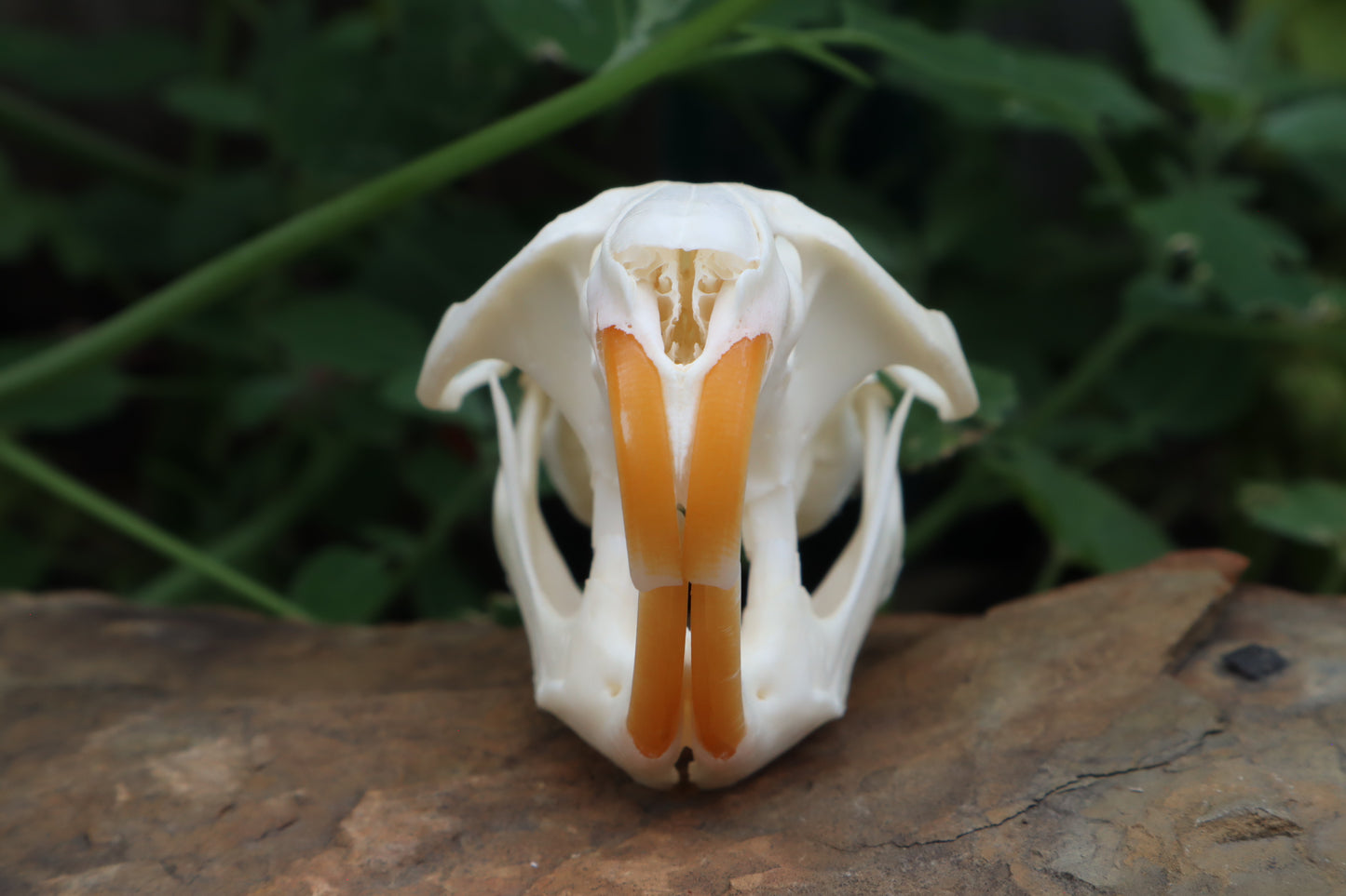 Muskrat Skull