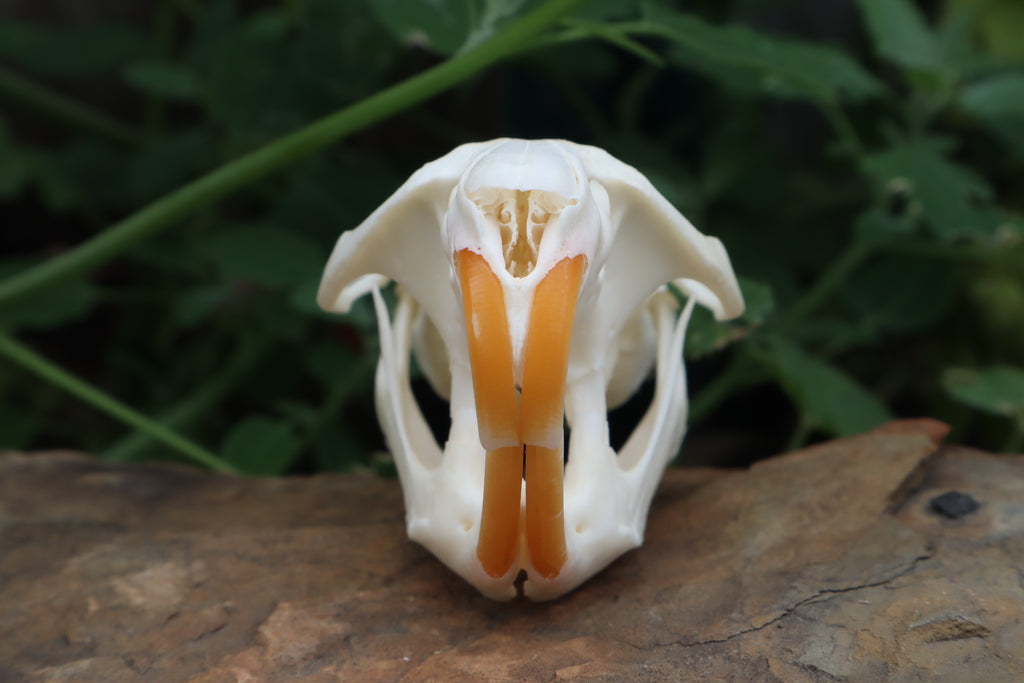 Muskrat Skull