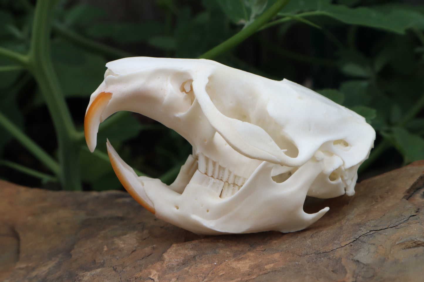 Muskrat Skull
