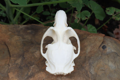 Muskrat Skull