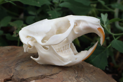 Muskrat Skull