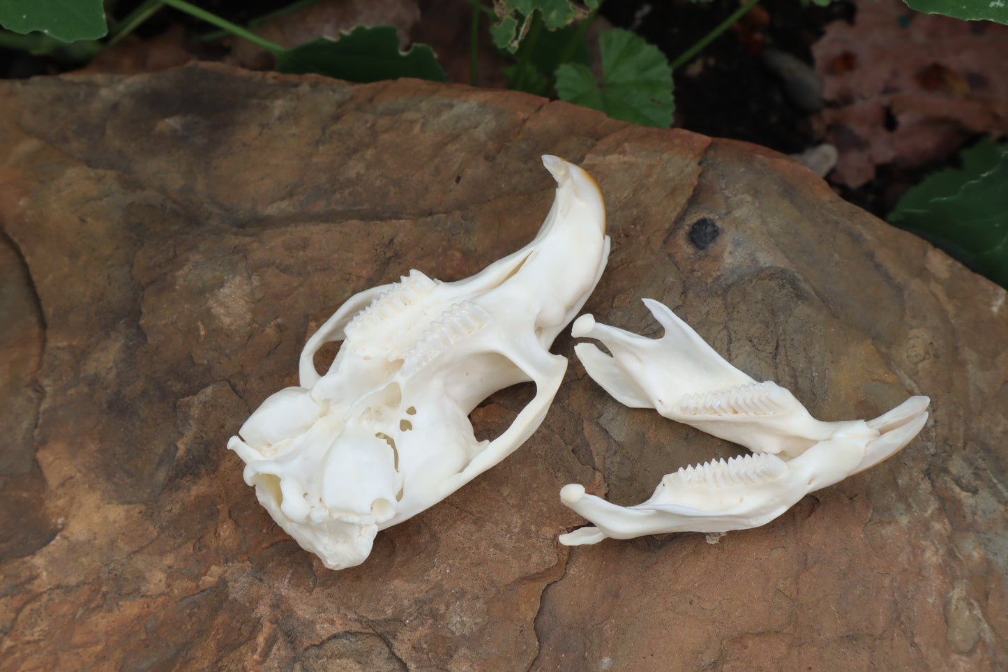 Muskrat Skull