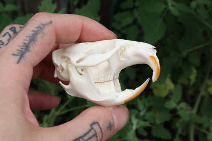 Muskrat Skull