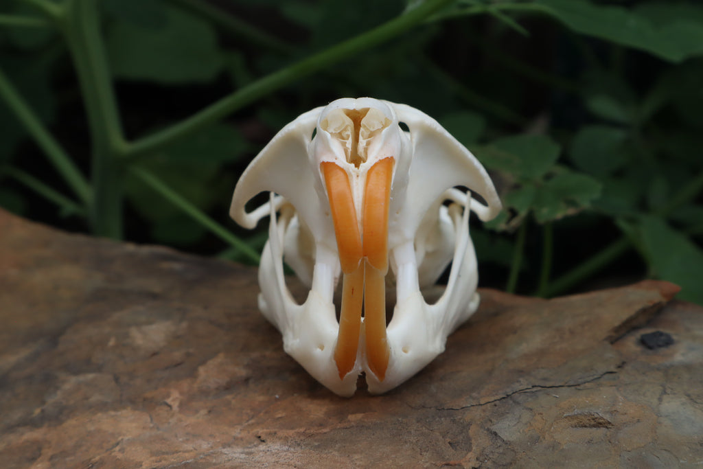 Muskrat Skull