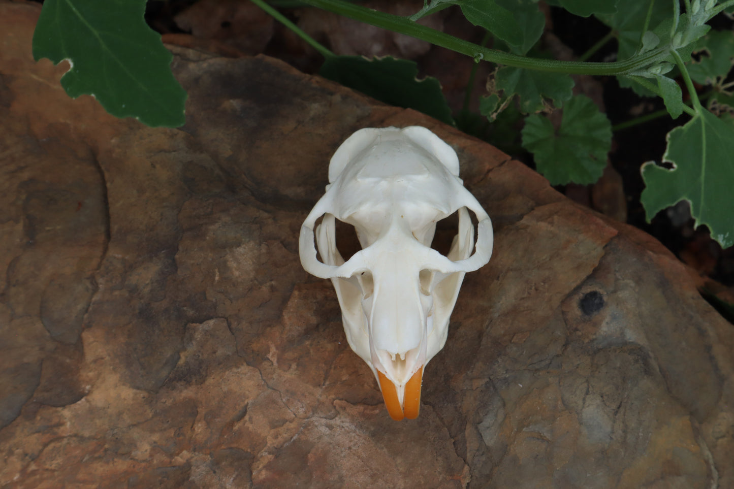Muskrat Skull