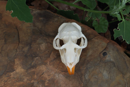 Muskrat Skull