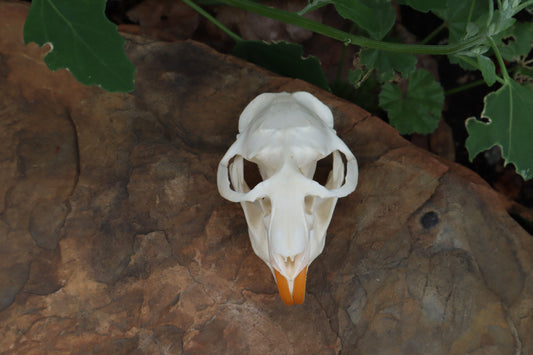 Muskrat Skull