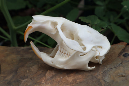 Muskrat Skull