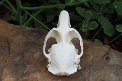Muskrat Skull