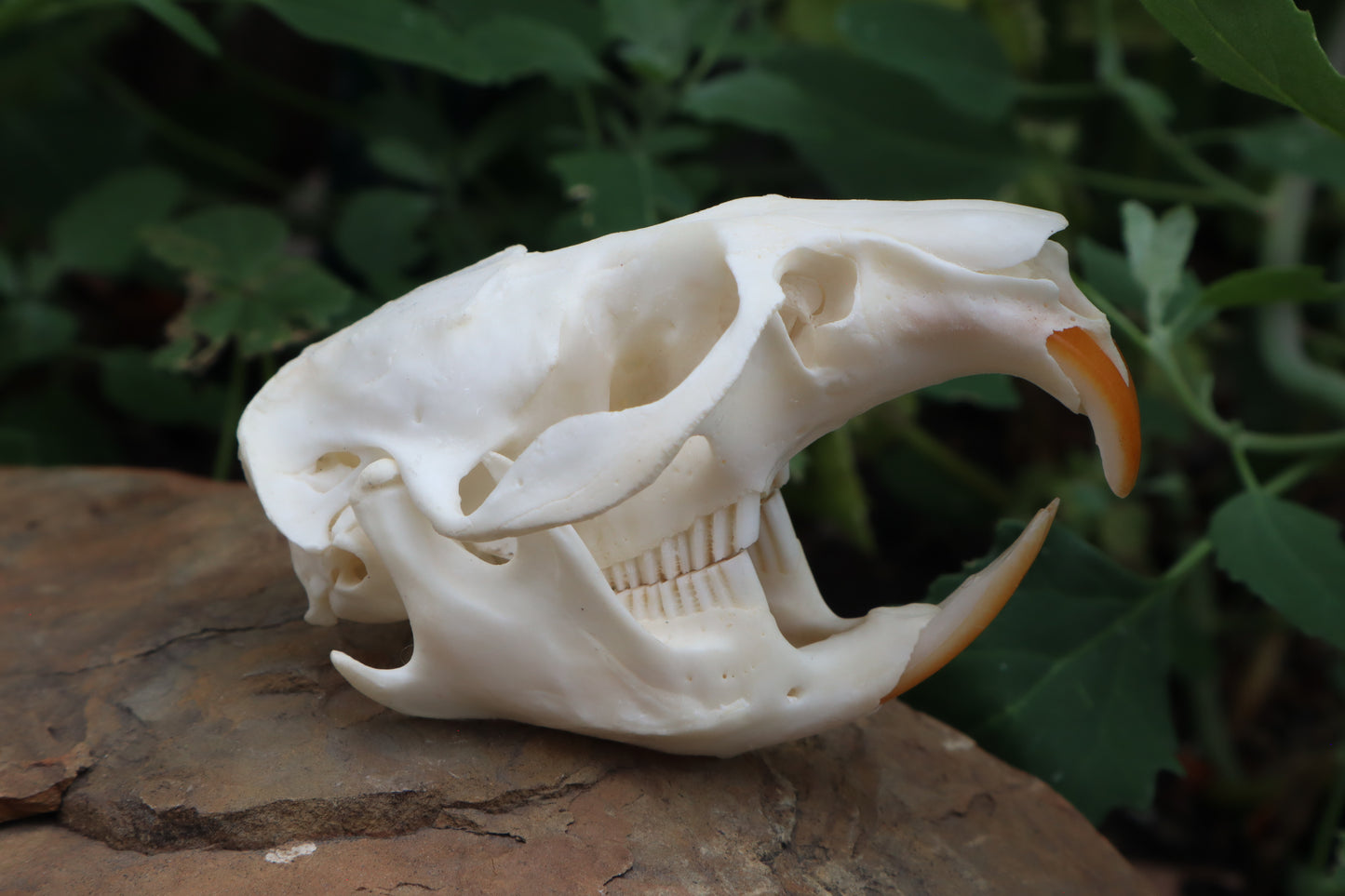 Muskrat Skull