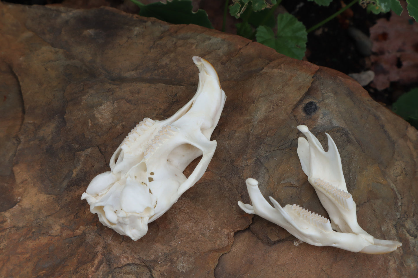 Muskrat Skull