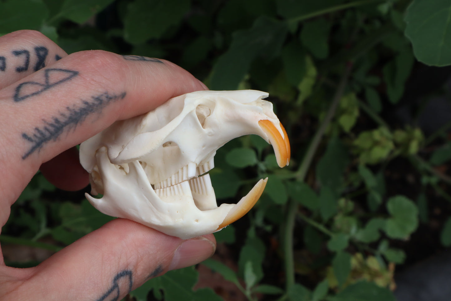 Muskrat Skull