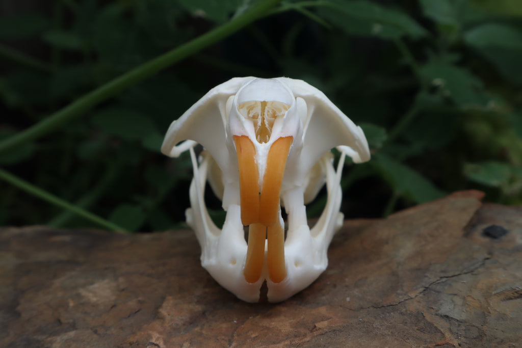 Muskrat Skull